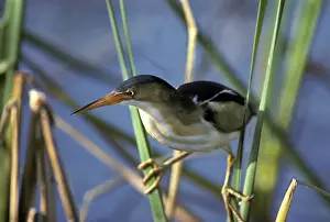 Exilis: Least Bittern