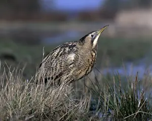 Bittern: Bittern