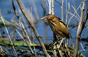 Exilis: Least Bittern - Anahuac National Wildlife Refuge