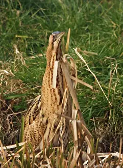Bitterns: Bittern - Camouflaged behind reeds