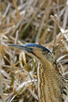 Bitterns: Bittern - Close up head