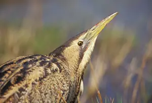 Zdenek Tunka: BITTERN - close-up of head
