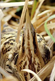 Bitterns: BITTERN - close-up, 'Sky pointingI in reeds