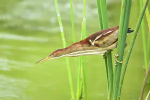 Exilis: Least Bittern - extending neck to catch fish
