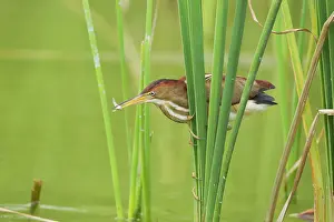 Exilis: Least Bittern - with fish