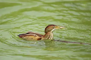 Exilis: Least Bittern - with fish