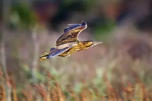 Bitterns: Bittern - in flight