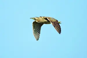 Bitterns: Bittern - in flight