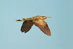 Stellaris: Bittern - in flight
