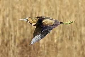 Bitterns: Bittern - in flight over reed bed