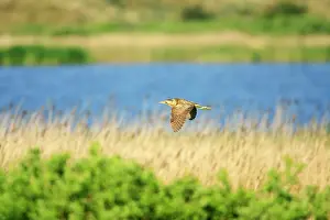 Bitterns: Bittern - flying over breeding territory