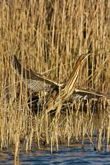 Bitterns: Bittern - Flying off from reed edge