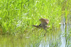 Stellaris: Bittern - flying over reed bed