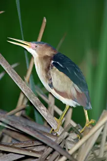 Exilis: Least Bittern (Ixobrychus exilis)