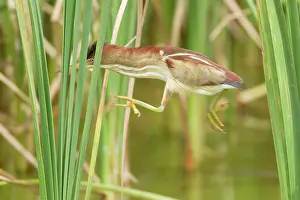 Exilis: Least Bittern - jumping through bulrushes