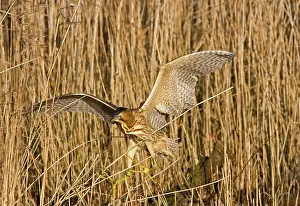 Bitterns: Bittern - Landing in reed bed - showing large feet