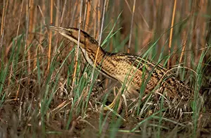 Bitterns: BITTERN - within long grass