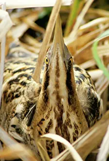 Bitterns: BITTERN - at nest, in reeds