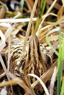 Bitterns: BITTERN - at nest, sky pointing