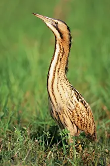 Bitterns: BITTERN - outside reed beds, searching for prey