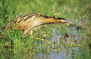 Bitterns: BITTERN - outside reed beds, searching for prey