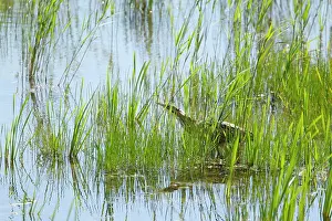 Stellaris: Bittern - in reed bed