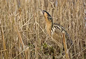 Bitterns: Bittern - In reedbed neck raised
