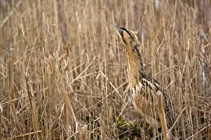 Bitterns: Bittern - In reedbed neck raised