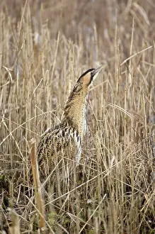 Stellaris: Bittern - In reedbed neck raised