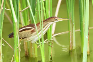 Exilis: Least Bittern - in reeds