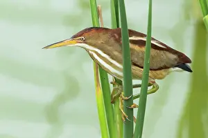 Exilis: Least Bittern - in reeds