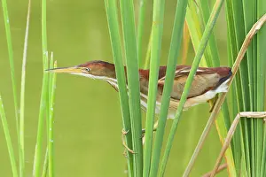 Exilis: Least Bittern - in reeds