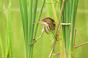 Exilis: Least Bittern - in reeds