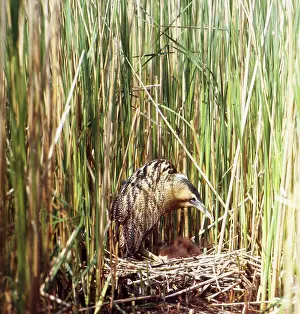 Ursula Curth: Bittern - in reeds at nest with chicks