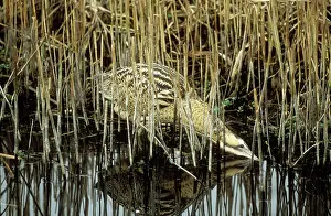Bitterns: BITTERN - in reeds, in the water