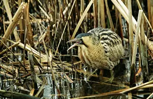 Bitterns: BITTERN - in reeds, in the water, calling