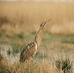 Zdenek Tunka: BITTERN - sky pointing