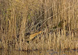 Bitterns: Bittern - Stalking in reeds