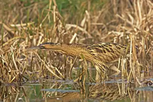 Bitterns: Bittern -Stalking along water edge in reeds