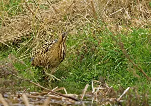 Bitterns: Bittern - Stalking along water edge showing large feet