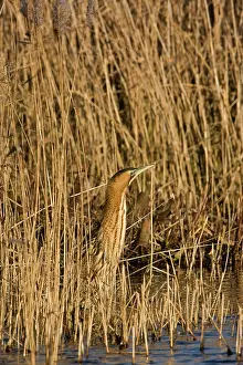 Bitterns: Bittern - Standing with neck up on reed edge