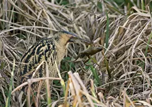 Reedmace: Bittern - Standing in reedmace and sedge with frog