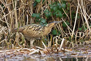Bitterns: Bittern - Walking along water edge with reeds and
