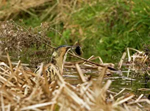 Shrews: Bittern - Walking in water with prey - Water Shrew