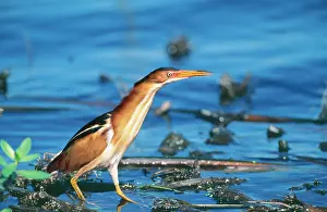 Exilis: Least BITTERN - in water