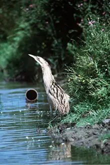 Bittern: BITTERN - at waters edge