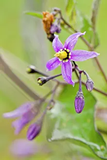 Nightshade: Bittersweet