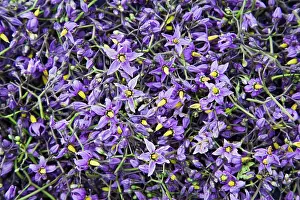 Nightshade: Bittersweet