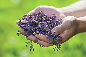 Nightshade: Bittersweet