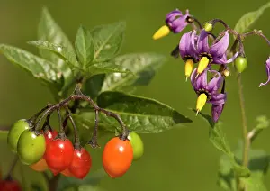 Nightshade: Bittersweet Nightshade